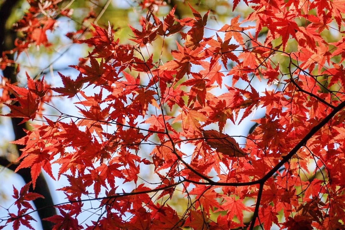 Fall For Japan All Over Again This Autumn At 12 Stunning Sightseeing