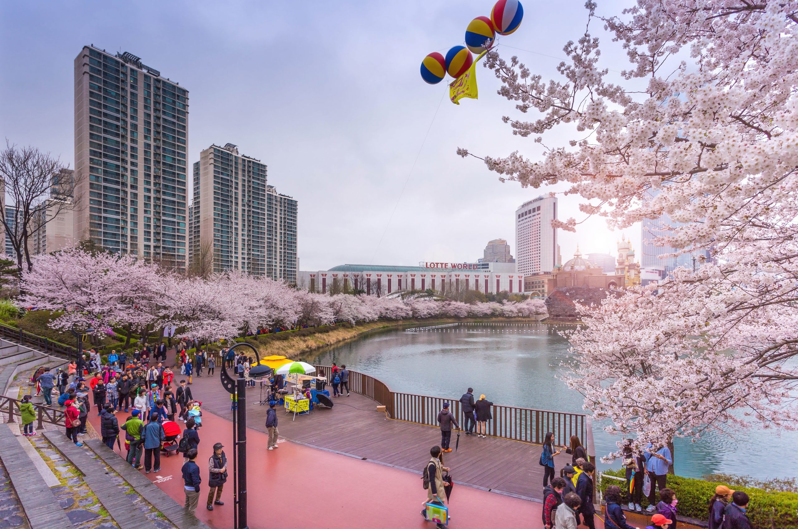 Cherry Blossom Full Bloom Yeouido Seoul South Korea P - vrogue.co