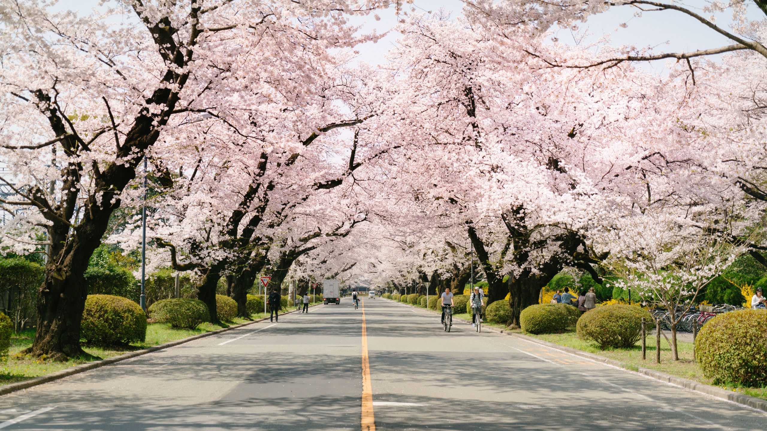 2020 Guide To Cherry Blossom Season In Japan Klook Blog