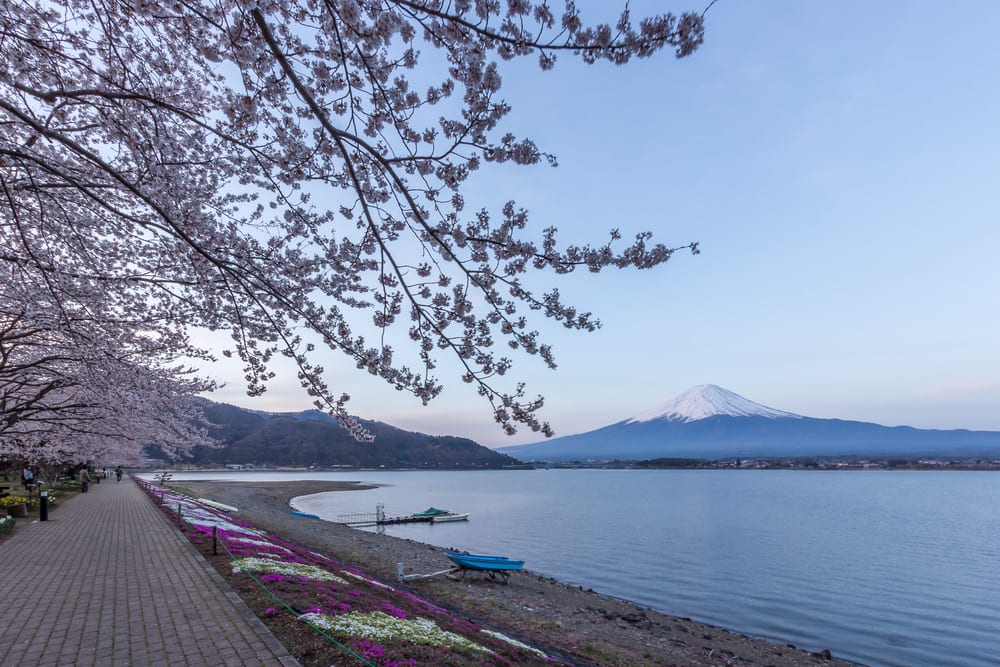 Where To Find Japan’s Best Cherry Blossom in 2016 - Klook Travel Blog