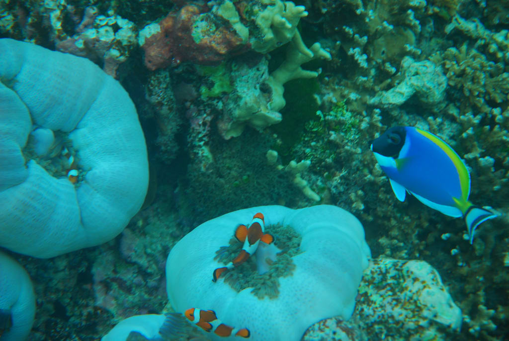 Clownfishes and dory fish at Similan Islands Phuket Similan Islands