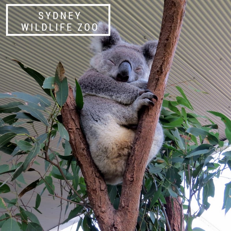 Sydney Wild life Zoo A First Timer's Guide to Sydney