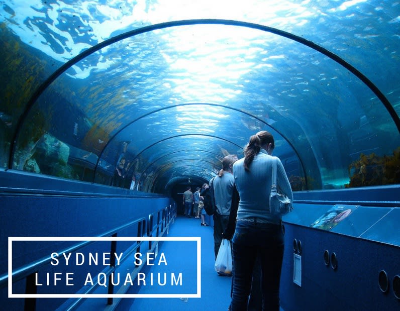 Sydney Aquarium A First Timer's Guide to Sydney