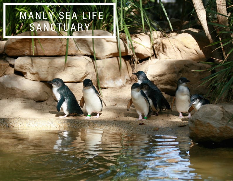 Manly Sea Life Sanctuary A First Timer's Guide to Sydney