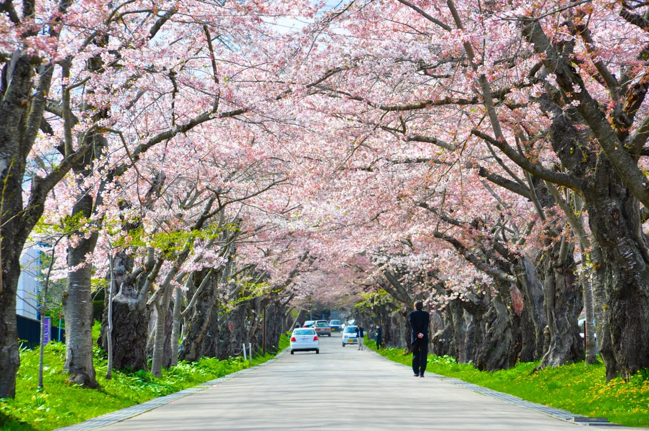 10 Best Places To Catch Cherry Blossoms In Japan - Klook ...