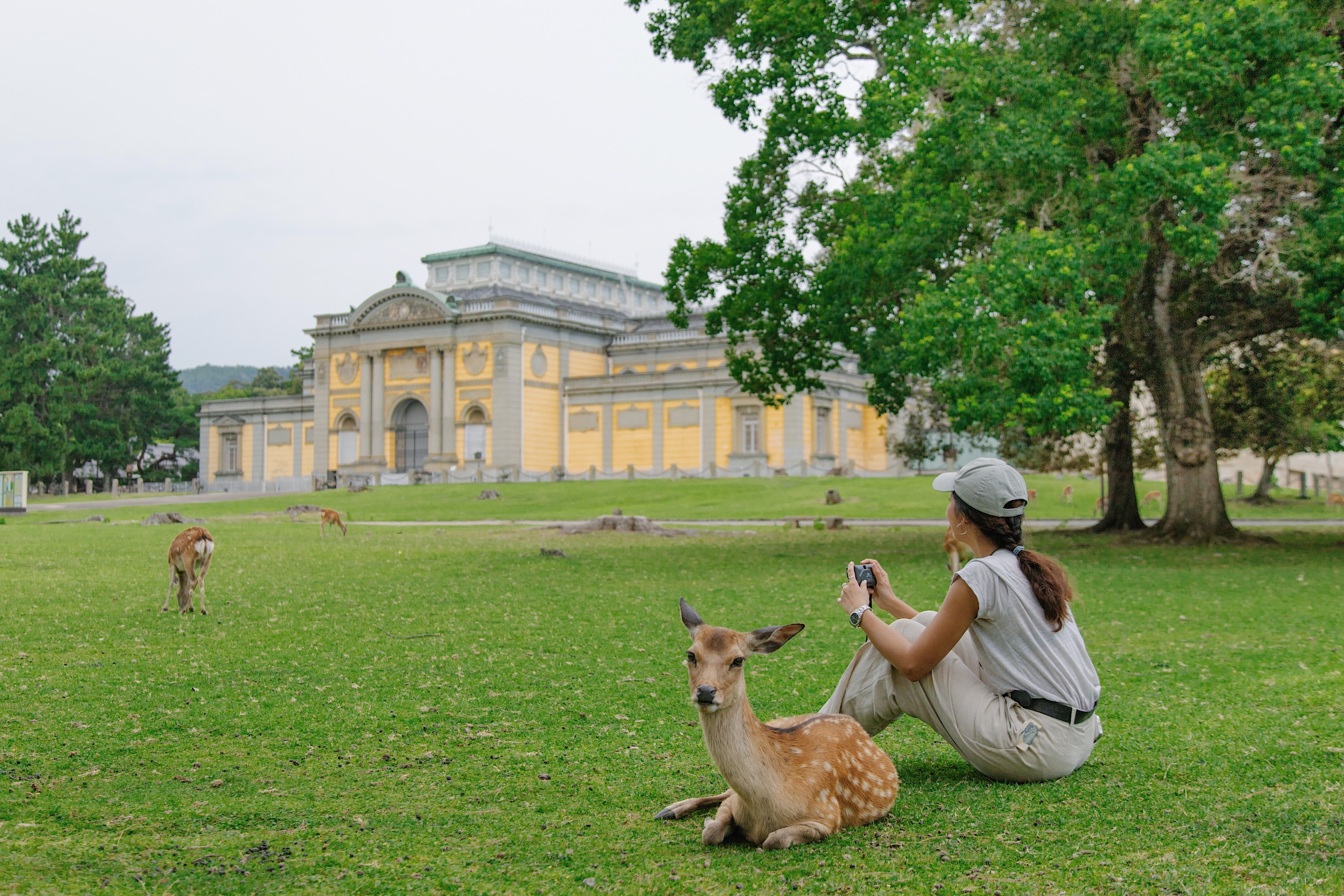 Nai ở Công viên Nara