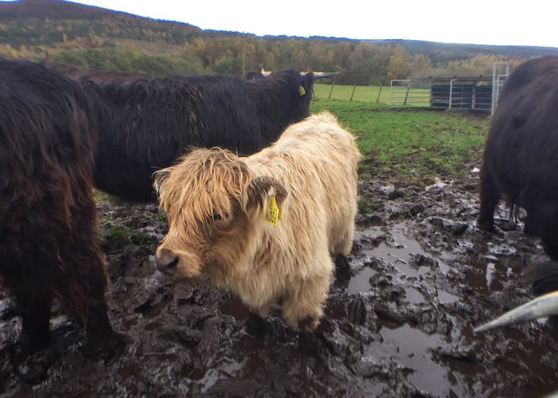 高地牛模樣可愛。 Photographer | Serina Su