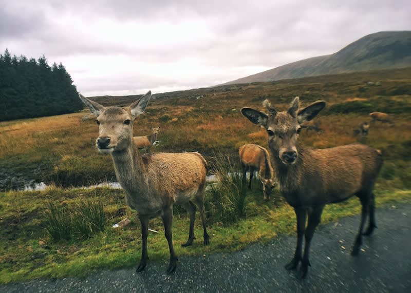 在A82公路上遇到可愛的鹿群。Photographer | Serina Su