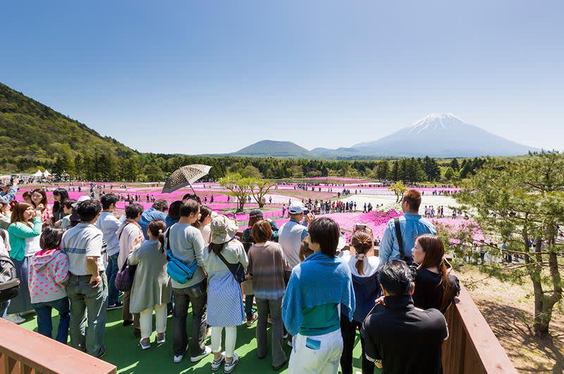 （照片來源：富士芝櫻祭事務局）http://www.shibazakura.jp/chs/