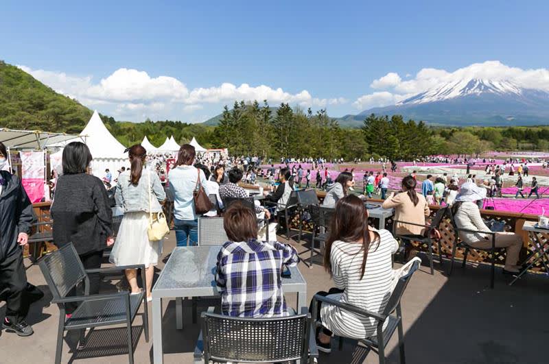 觀景咖啡（照片來源：富士芝櫻祭事務局）http://www.shibazakura.jp/chs/