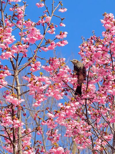 這場獨特的春季展覽只開放至 2026 年 5 月 6 日,絕對是您行程中不容錯過的亮點。