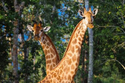 Giraffes
