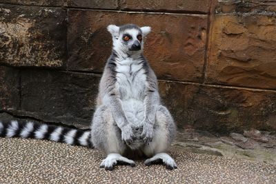 Ring-tailed Lemurs