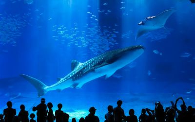 沖繩美麗海水族館門票