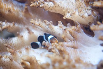 12個主題展區，超過10,000隻海洋生物