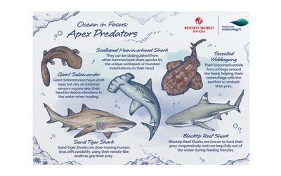 Animal ID postcard