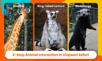 Взаимодействие с животными на 3 остановках в Vinpearl Safari