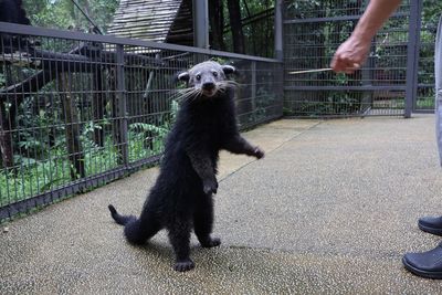Binturongs