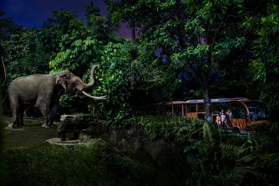Night Safari in Singapore