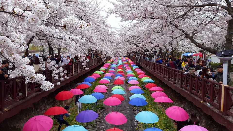 Korea's 2018 Cherry Blossom Forecast And The Best Viewing Spots Klook