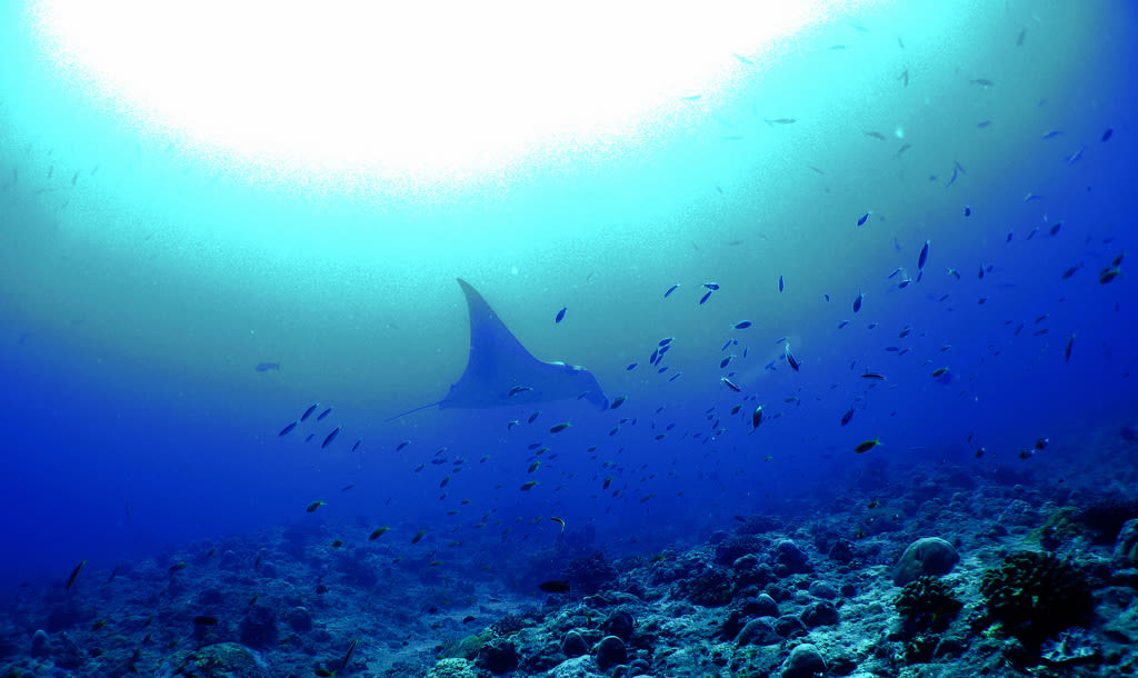5 of the Best Diving Locations in Asia - KLOOK