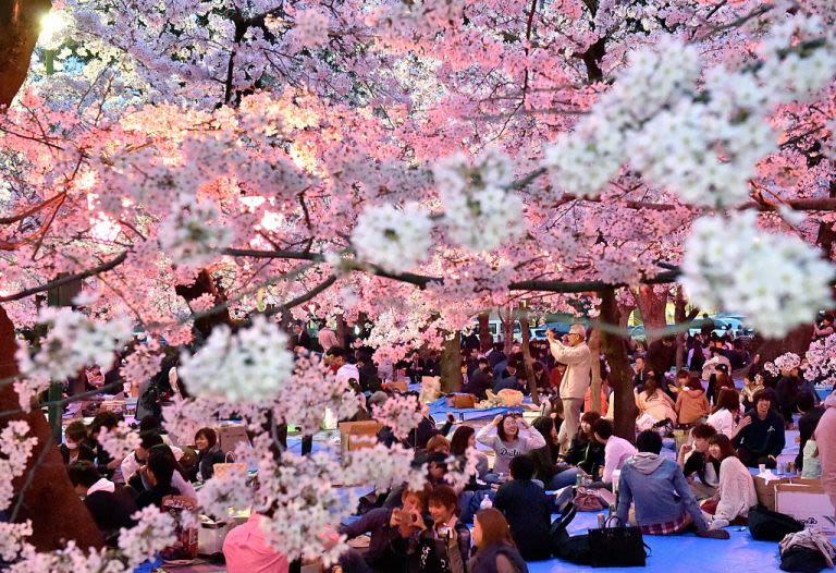 10 Best Places To Catch Cherry Blossoms In Japan KLOOK