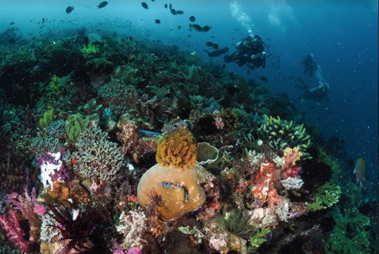 Pengunjung Labuan Bajo menggunakan peralatan snorkeling