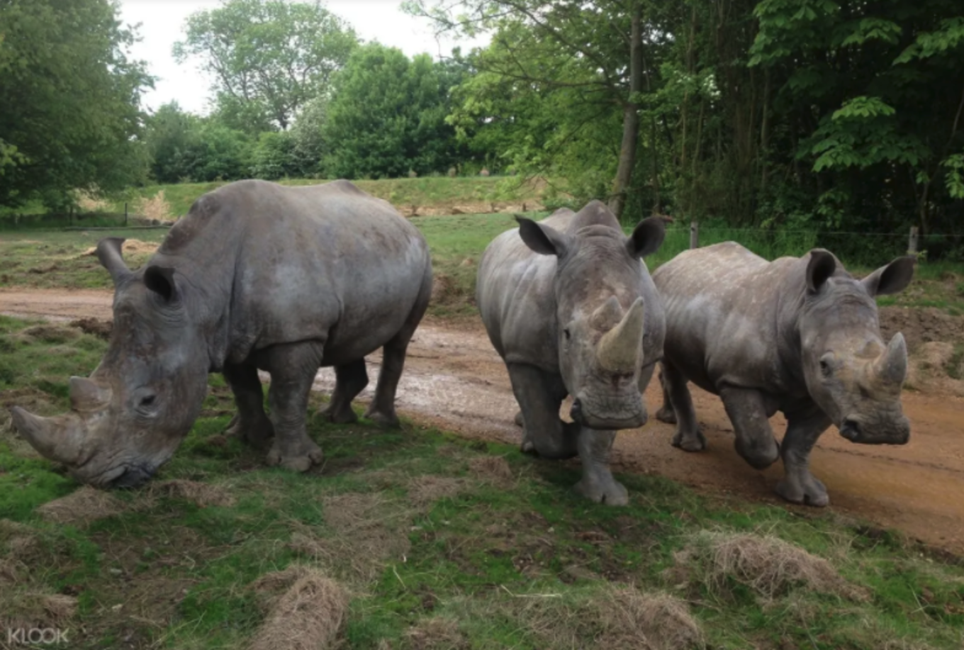 Chessington World of Adventures rhinos 