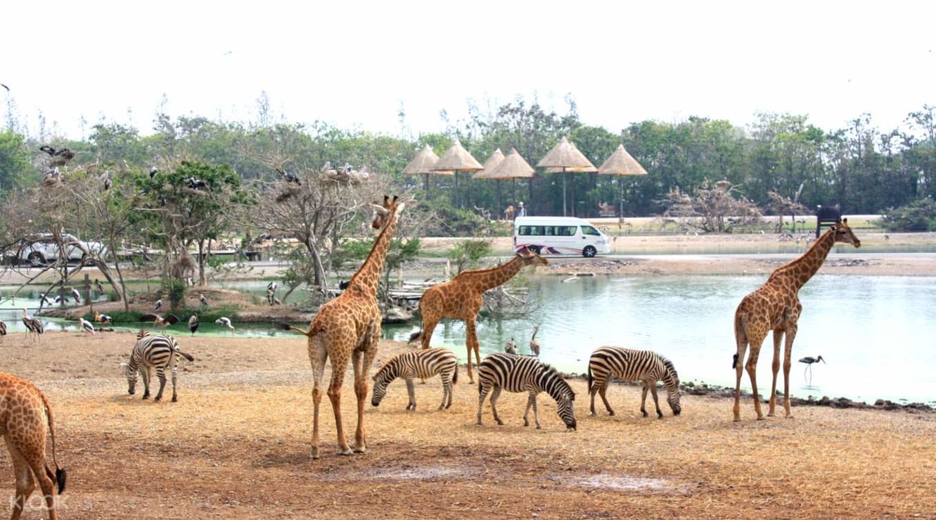 景點接送曼谷賽福瑞野生動物園SafariWorld往返接送