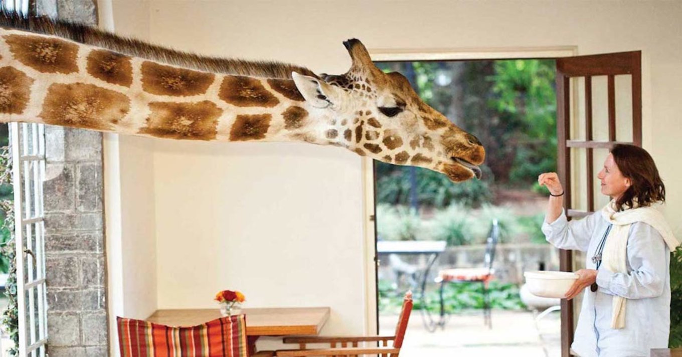 Feeding Time at Giraffe Manor