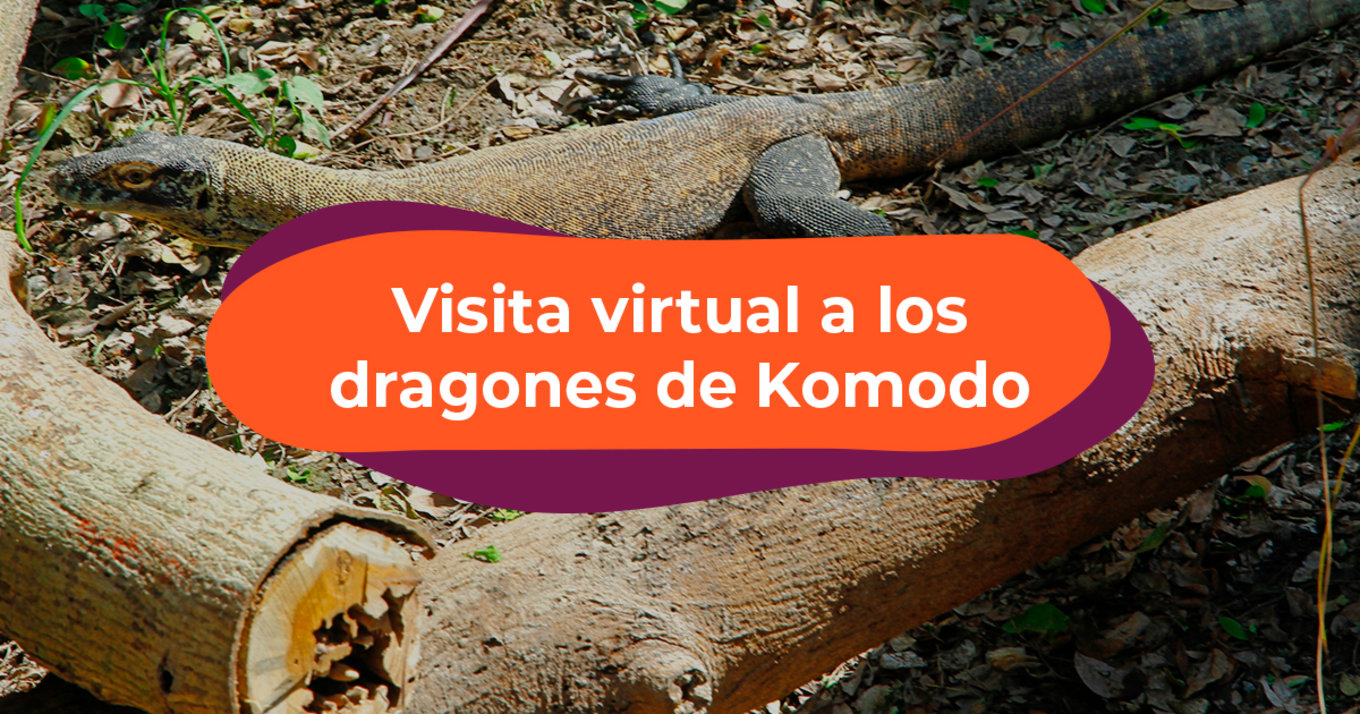 Visita virtual a los dragones de Komodo Bali Safari