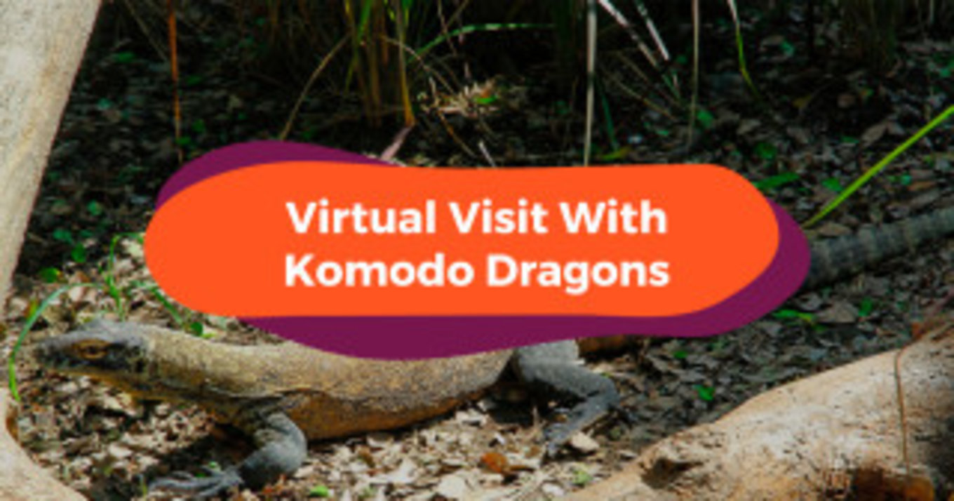 Bali Safari Virtual Visit Komodo Dragons