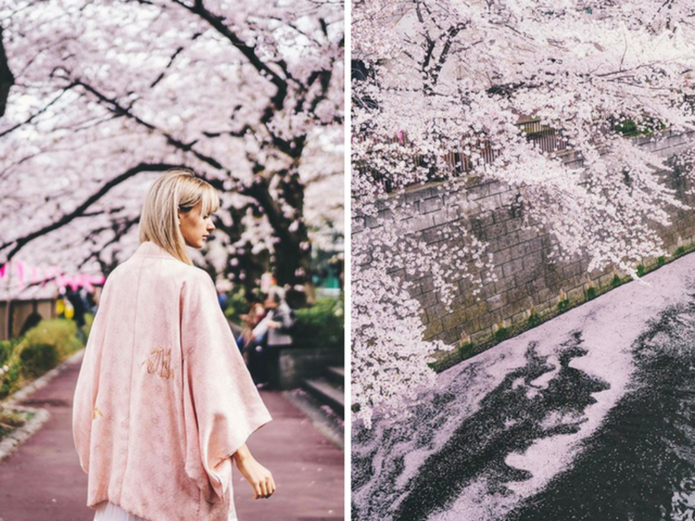 Klook UK Japan Cherry Blossom