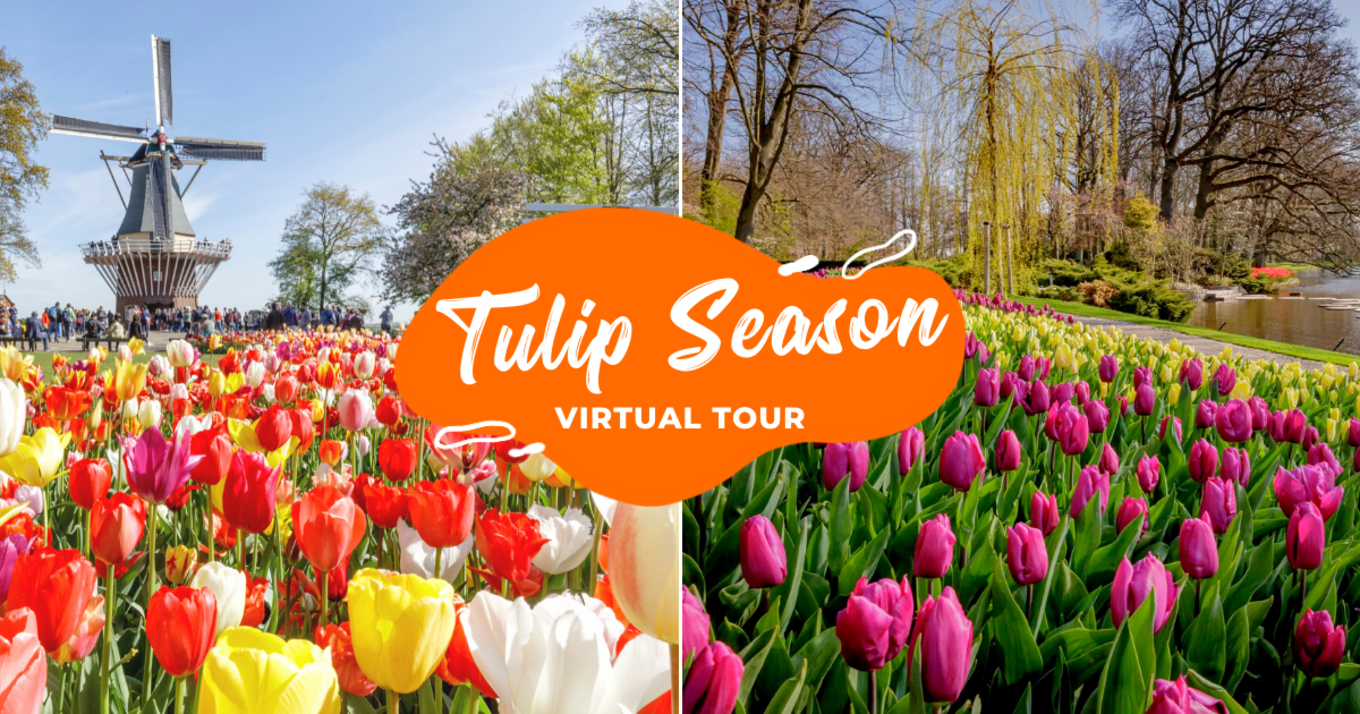 Amsterdam Tulip Season Virtual Tour To See What You Have Been Missing