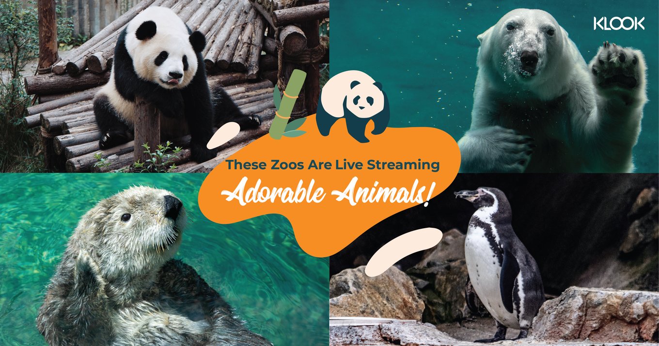 zoos live streaming adorable animals 