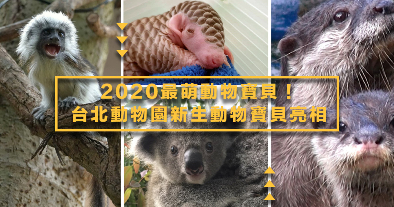 台北動物園 寶寶亮相