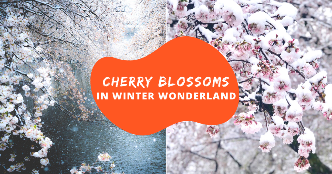 Cherry Blossoms in Winter Wonderland Cover