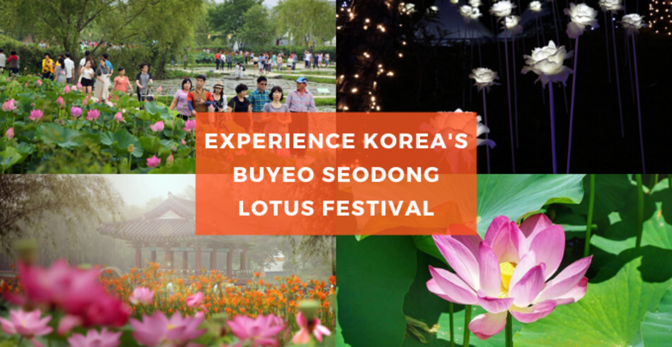 Buyeo County South Chungcheong Province lotus flowers festival korea