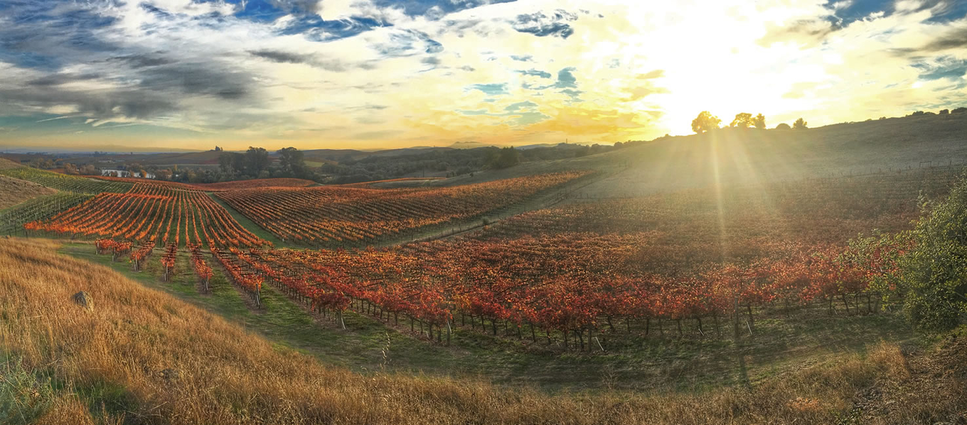 wine napa valley california