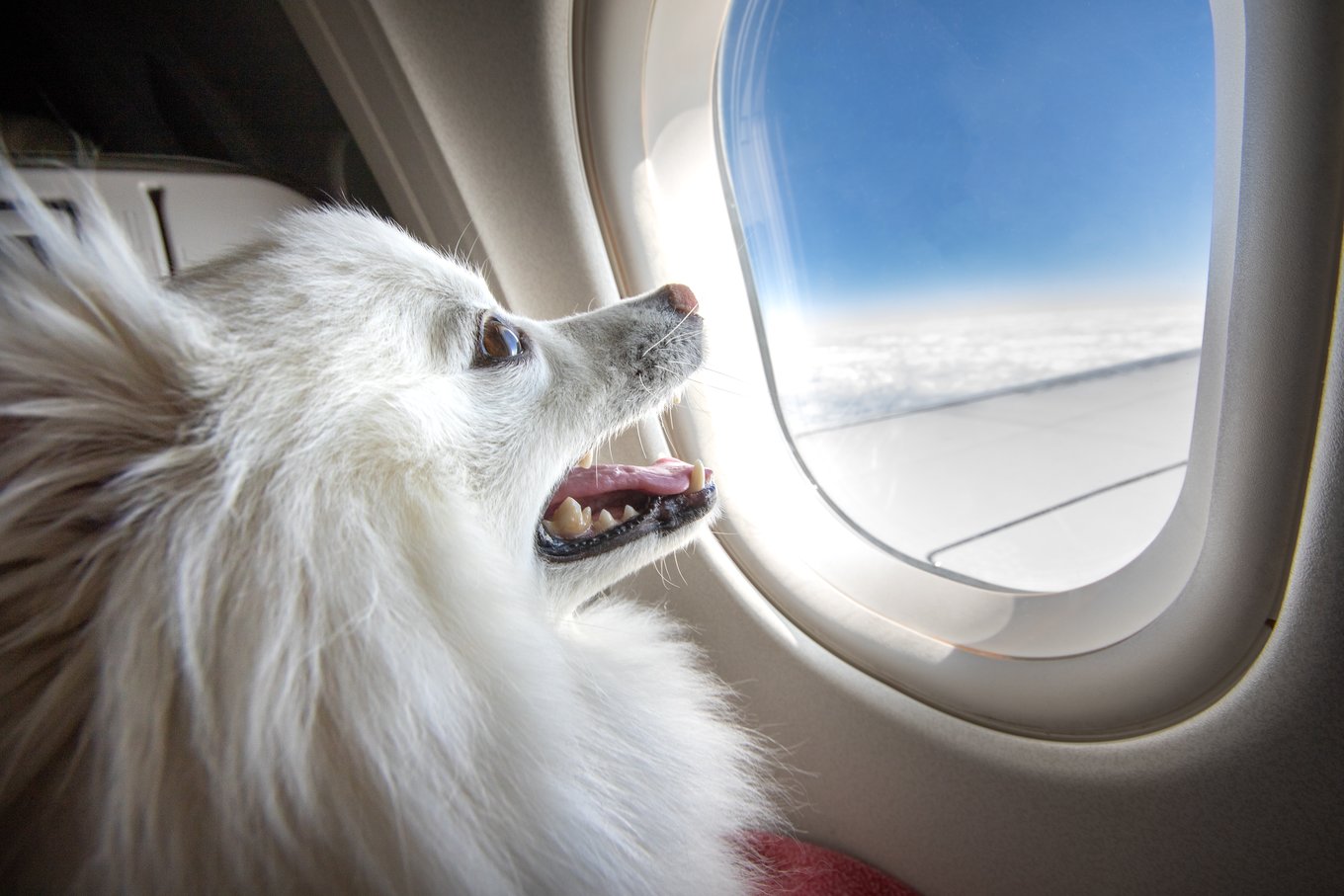plane travel dog