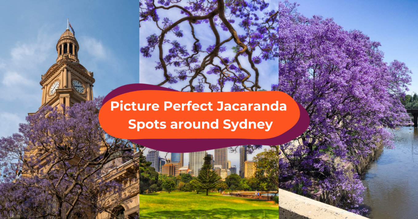 Picture Perfect Jacaranda  Spots around Sydney