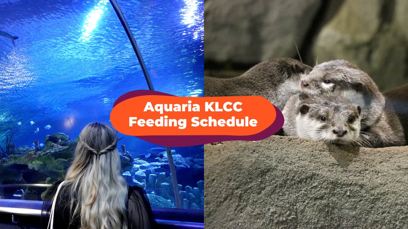aquaria klcc feeding time