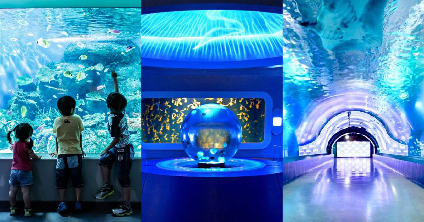 東京近郊 おすすめ水族館10選｜次の休日に行くならどこにする？