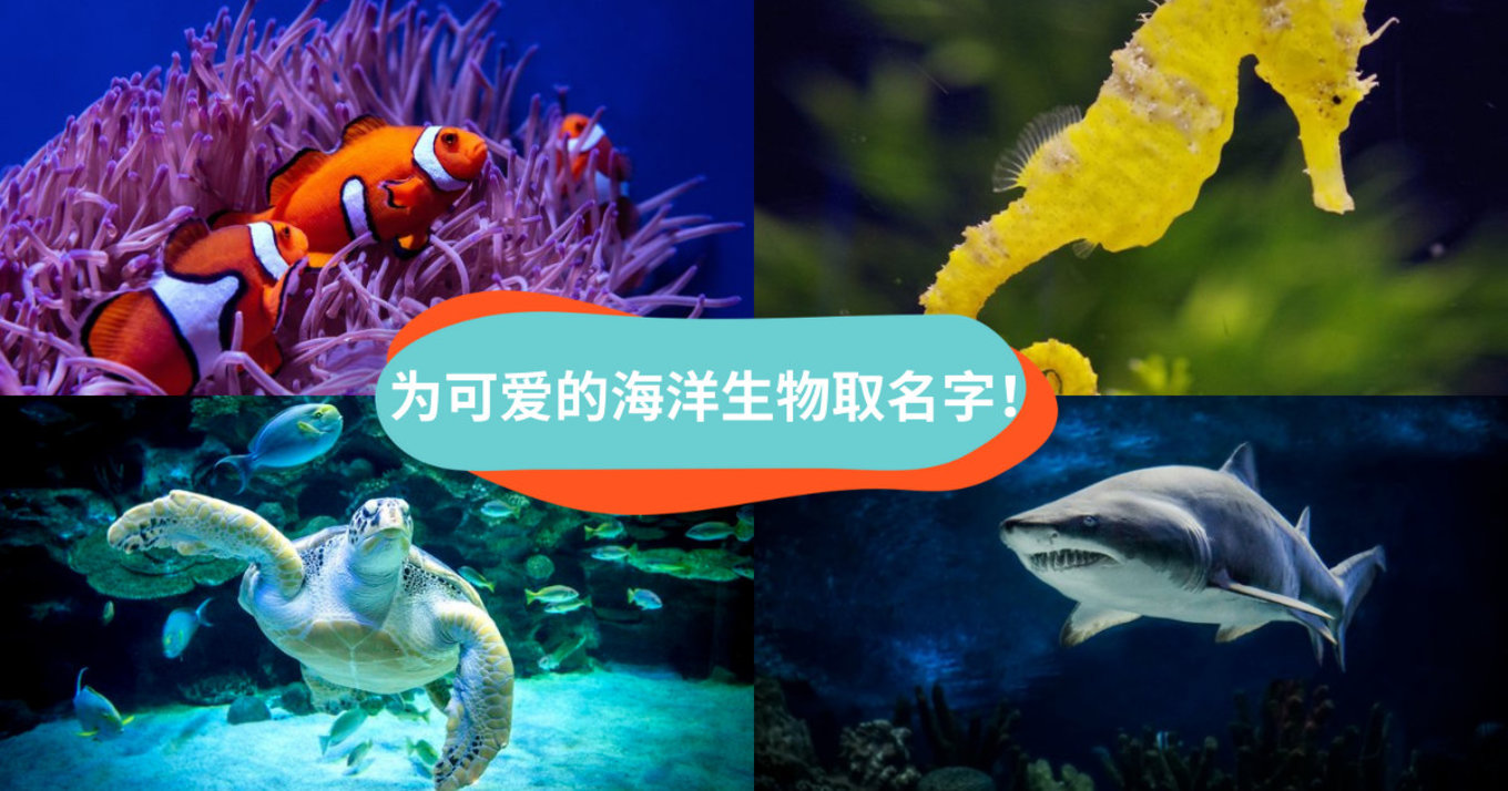 为可爱的海洋生物取名字！