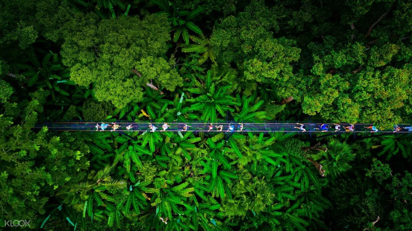 tourist walking on a hanging bridge in a lush forest