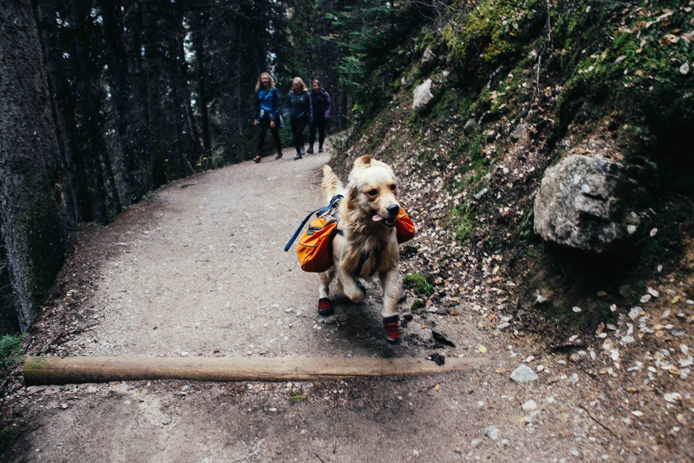 dog running in trail hong kong