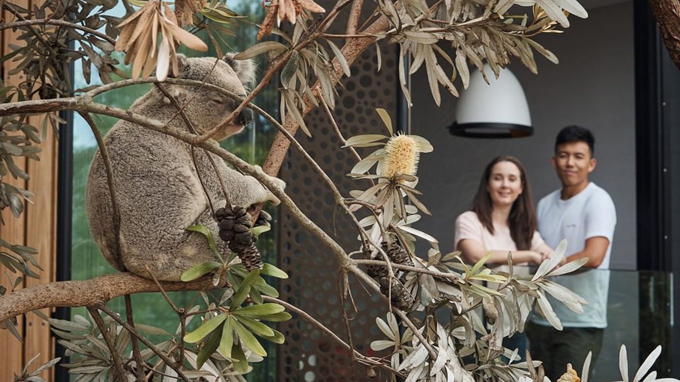 Meet koalas and more at Taronga Zoo. Image credit: @tarongazoo