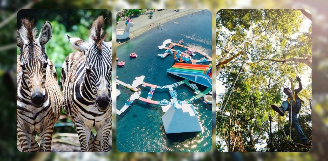 zebras inflatable water park treetop park