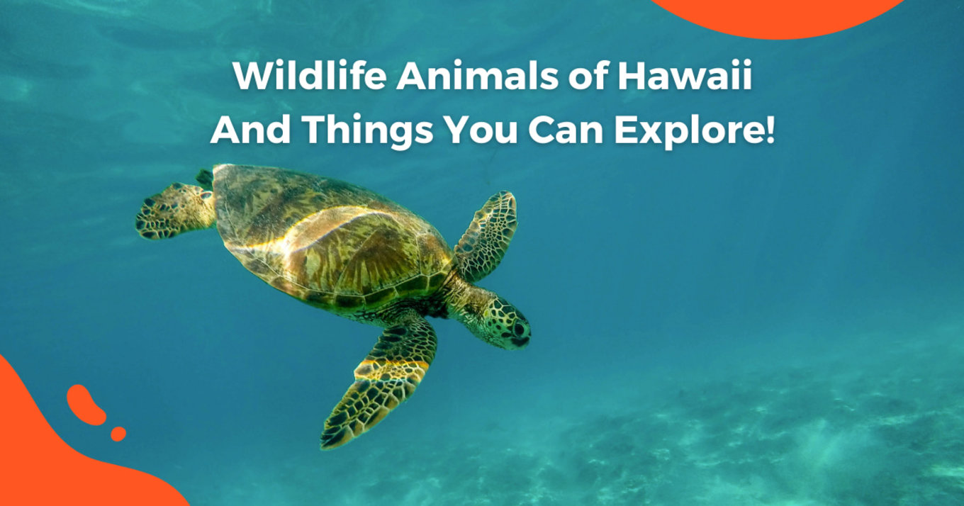 Wildlife Animals of Hawaii And Things You Can Explore! 