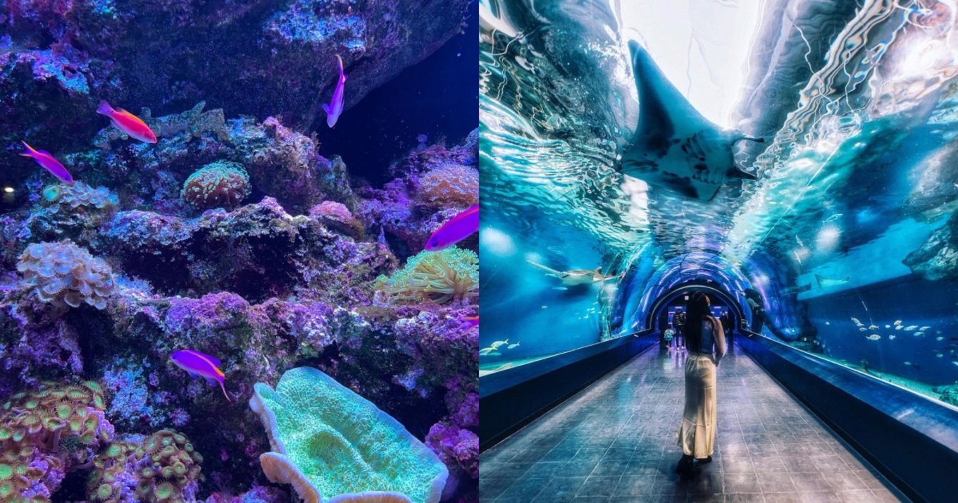 左側は熱帯魚、右側はトンネル型水槽に立つ女性